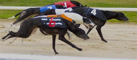 kilkenny dog results today|Greyhound Racing Ireland, Formerly Irish Greyhound Board.
